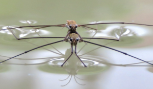 water strider floating on water (photo from: KKPCW, CC BY-SA 4.0 <https://creativecommons.org/licenses/by-sa/4.0>, via Wikimedia Commons)